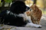 Gatos ou cães amam mais você - Como gatos e cães sentem amor