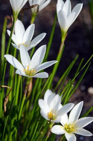 flores brancas no jardim