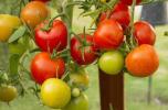 Como cultivar tomates