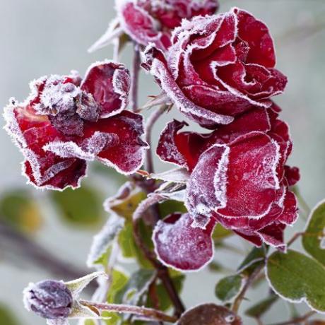rosas vermelhas cobertas de geadas