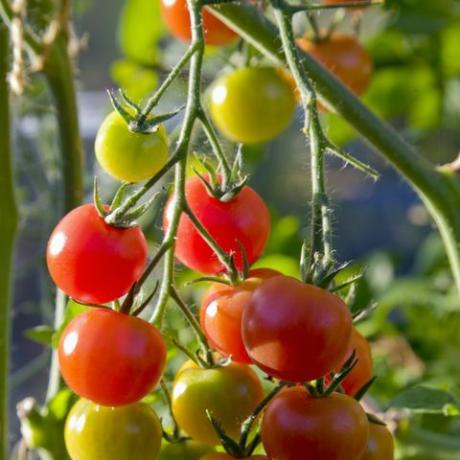 jardineiros deliciam tomates em vários estágios de amadurecimento