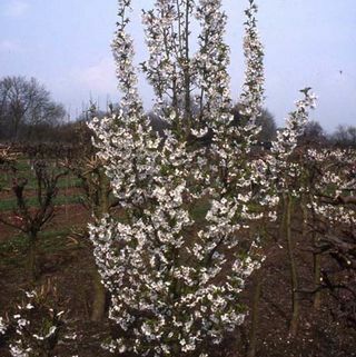 Árvore Prunus Snow Goose Cherry Blossom