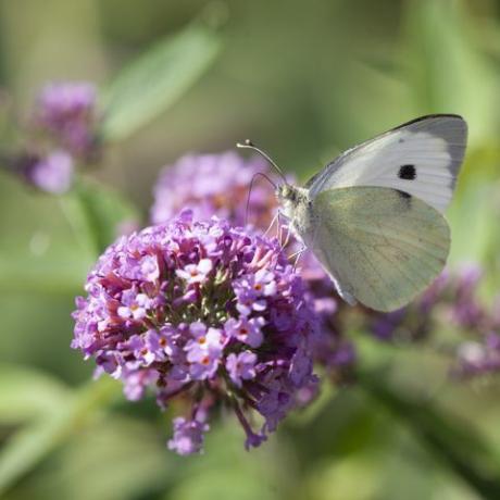 pequena borboleta branca, pieris rapae, também conhecida como borboleta branca de repolho, alimentando-se do néctar de uma flor buddleja