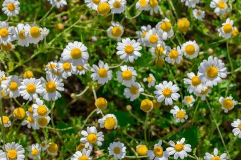 Fronteira de flores de campo de camomila