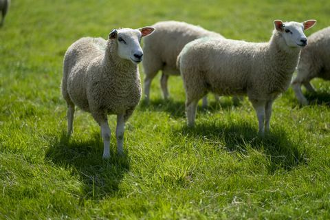 john lewis usará criadores de ovelhas waitrose como colchões