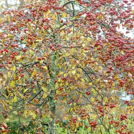 imagem aproximada das vibrantes bagas vermelhas de inverno da macieira malus evereste