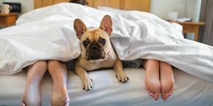 Cachorro na cama com os proprietários