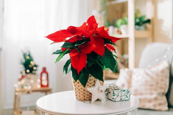 linda poinsétia em vaso de vime, presentes e espaço para texto no fundo desfocado da decoração do feriado flor estrela de natal tradicional