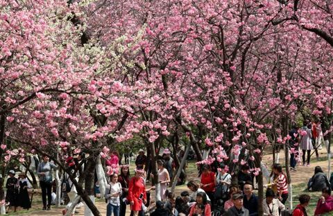 Flores de cerejeira em Kunming, Yunnan, China