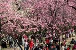 Esta filmagem de zangão da flor de primavera da China é impressionante