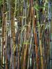Como cultivar bambu