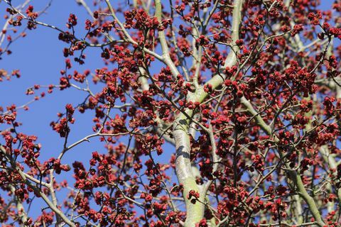 ironwood persa, árvore de papagaio persica
