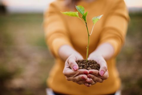 Punhado de solo com planta jovem em crescimento