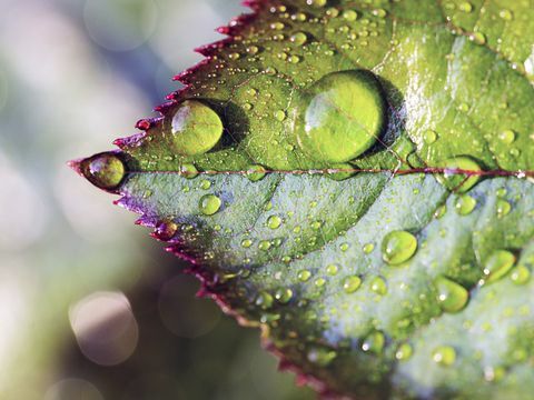 Água na folha de rosa: feche a imagem de gotas de água na folha verde e roxa de uma roseira.