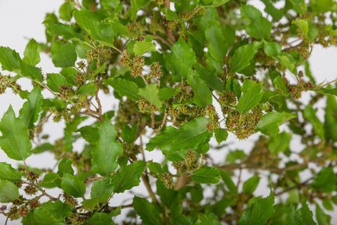 Morus rotundiloba CHARLOTTE RUSSE («Matsunaga»). Planta do ano. RHS Chelsea Flower Show 2017