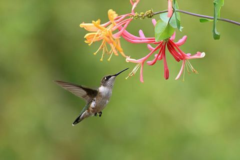 beija-flor-de-garganta-rubi, alimentando-se de flores de madressilva