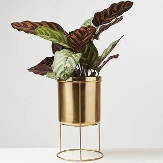 Vaso de plantas de ferro dourado e suporte grande