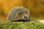 Hedgehog Hunthog em todo o país foi lançada para impedir seu declínio