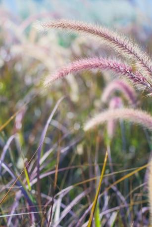 campo de fundo de natureza de grama de trigo selvagem