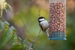 Como atrair pássaros para seu jardim neste inverno