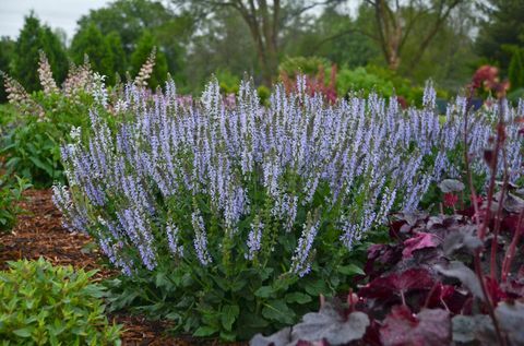 Hardy Cottage Jardim Plantas Salvia 'Crystal Blue'