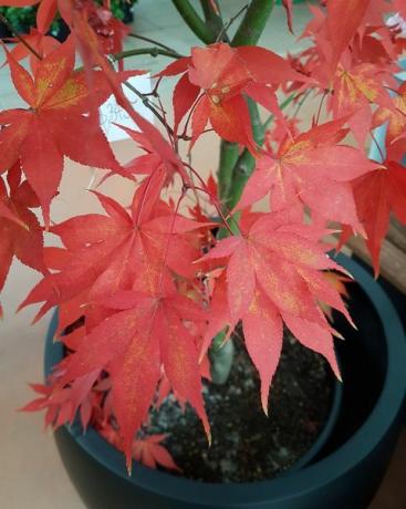 crescendo acer palmatum ou bordo japonês liso em uma panela