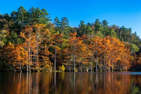 esses ciprestes calvos foram fotografados ao pôr do sol, no outono, no beavers bend state park, em oklahoma, no mountain fork river