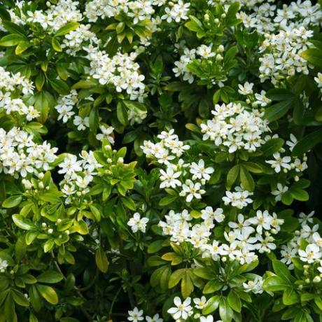 white spring flowering shrup em formato horizontal preenchendo frame, choisya ternata, mexicana orange, in English country garden, surrey, inglaterra, reino unido