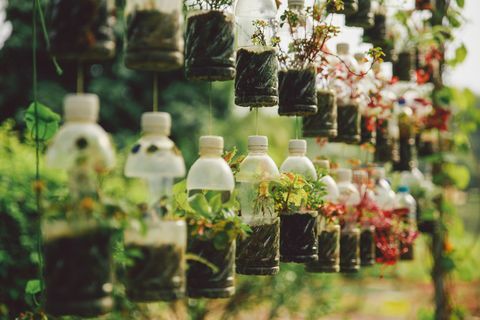 Plantas que crescem em garrafas de plástico penduradas no jardim