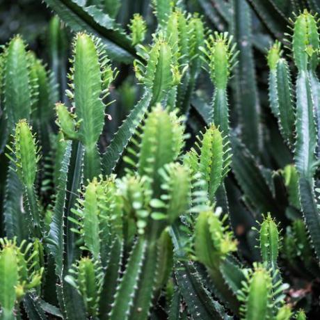 imagem aproximada de cactos Euphorbia ingens