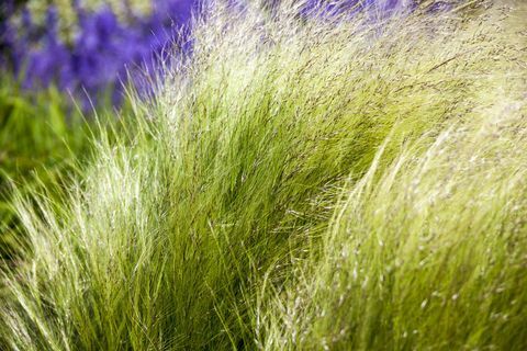 Grama ornamental Stipa (sin. Nasella) tenuissima