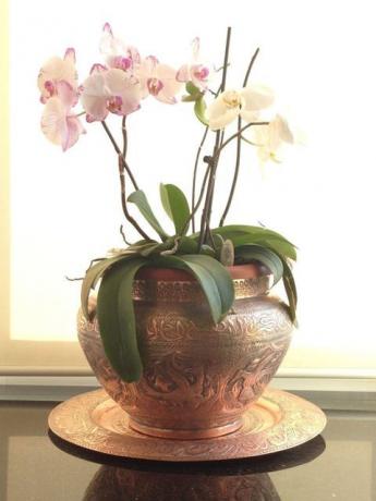 Planta em vaso - orquídea - em casa