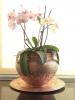 Como cuidar de suas orquídeas: dicas de manutenção e o que não fazer