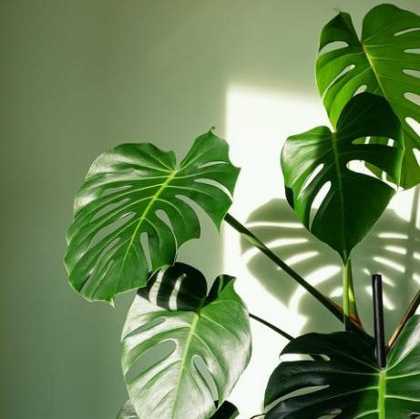 close up de grandes folhas de monstera deliciosa palm em brilhante aceso contra parede verde o furacão ou fábrica de queijo suíço