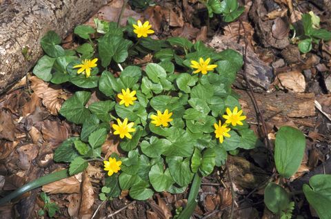 Menor celandine ranunculus ficaria