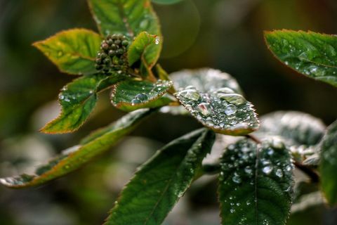 Close-up de gotas de orvalho nas folhas