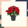 Lidl lança variedade de plantas de Natal para quem não pode perder