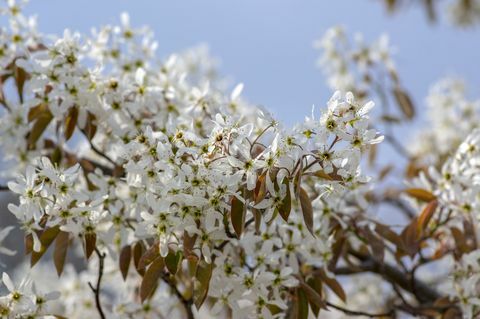 arbusto de floração decídua amelanchier lamarckii, grupo de flores brancas nos galhos em flor, cultivar de plantas mespilus nevado