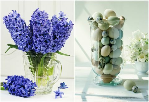 Jacinto (Hyacinthus) 'Tango azul' em vaso de vidro, março e ovos de Páscoa em vaso de vidro