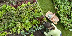 visão aérea de uma jardineira capinando uma horta orgânica com um garfo de mão, ajoelhada na grama verde e usando botas vermelhas