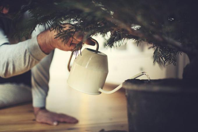mãos masculinas regam uma árvore de natal em vaso