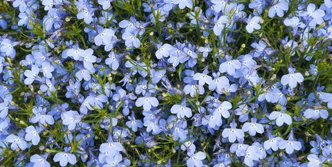 plantas de cama, flor cardinal azul lobelia cardinalis