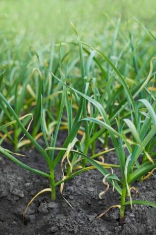 alho jovem, brotos de alho crescendo ao ar livre plantas jovens de alho crescendo na cama de vegetais