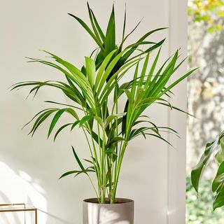 Palm Kentia 80cm - Howea Forsteriana