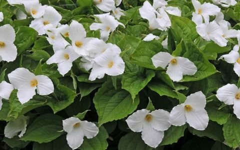 plantas-tropicais-trillium-grandiflorum