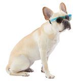 Ombre Pet Sunglasses