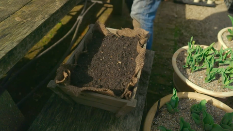 BBC's Gardeners 'World, guia passo a passo de Adam Frost para plantar legumes em recipientes