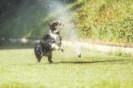 Instalando ou reparando um sistema de sprinklers? O que saber primeiro