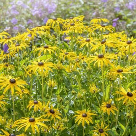 bela floração de verão, flores amarelas de susan rudbeckia fulgida var sullivantii 'goldsturm'