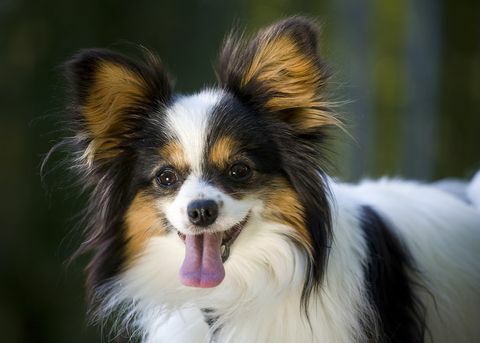 Raça de cachorro Papillion